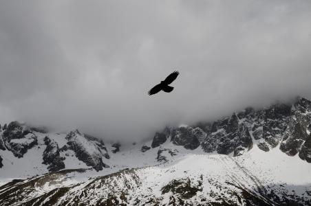 飞行, 鹰, 附近的, 山, 覆盖, 雪, 金
