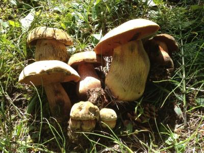 蘑菇, 森林, 秋天