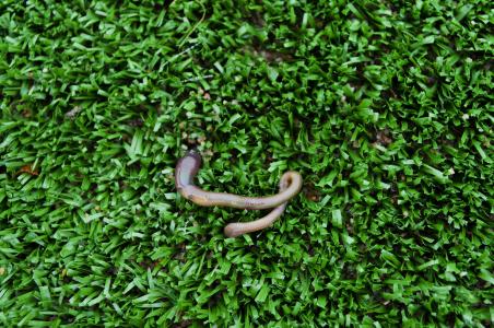 蠕虫, 草坪, 自然, 人造草坪, 绿色