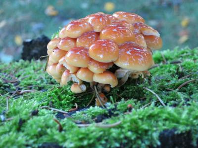 蘑菇, 森林, 自然, 秋天, 有毒, 松茸采摘, 吃