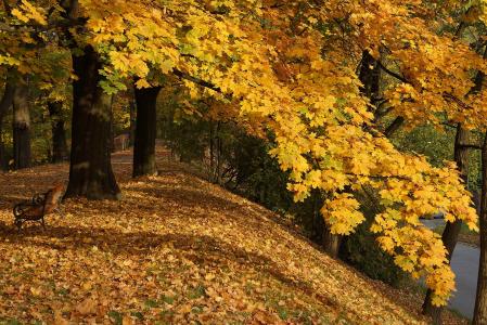 秋天, 秋金, 叶子, 黄金, 黄色的树叶, 小巷, 秋叶