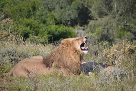 狮子, 轰鸣声, 自然, 野生动物园, 非洲, 野生动物, 猫