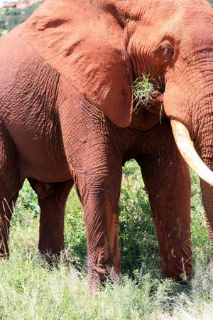 大象, 非洲, 肯尼亚, 野生动物园, 野生动物