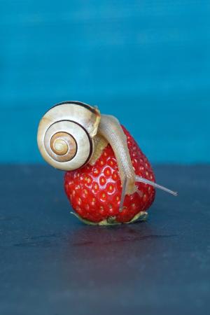 草莓, 蜗牛, 壳, 探头, 软体动物, 慢慢地, 爬行动物