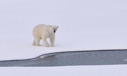冰, 北极, 白色, 感冒, 户外, 自然, 野生动物
