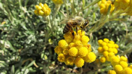 蜜蜂, 昆虫, 自然, 动物, 黄色, 忙, 工作