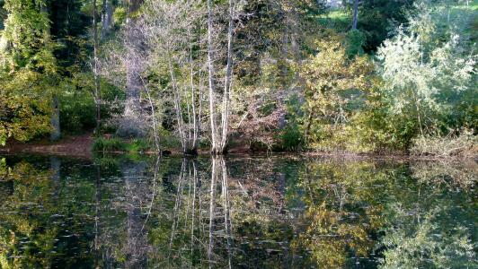 秋天, 森林, waldsee, 自然, 树, 水, 反思