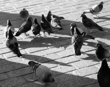 鸽子, 吃, 喂养, 黑色和白色, 鸟类