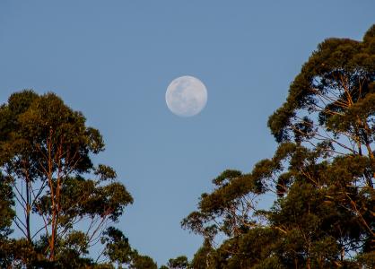 月亮, 天空, 树木, 蓝色, 澳大利亚