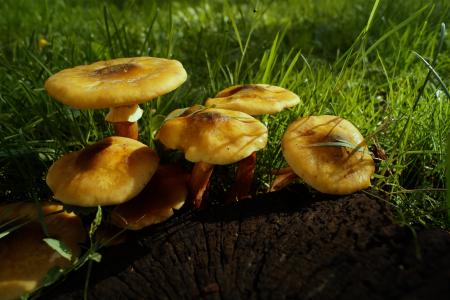 蘑菇, 黄色, 日志, 树桩, 雨, 雨后, 草