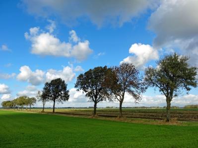 圩, halfweg, 景观, 树, 沿海, 荷兰, 平