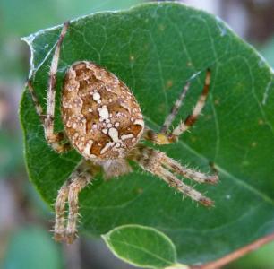 蛛丝 diadematus, 欧洲花园蜘蛛, 王冠蜘蛛, 十字架蜘蛛, 皇冠球织布, 蜘蛛, 蛛形纲动物
