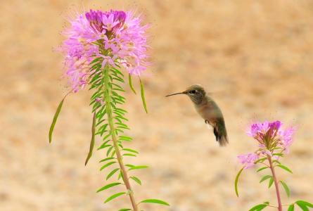棕色蜂鸟, 野生动物, 徘徊, 喂养, 花蜜, 花, 小