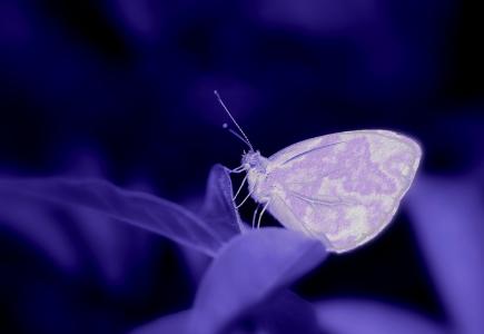 蝴蝶, 构成, 紫色, 蓝色, 昆虫, 植物, 数码艺术