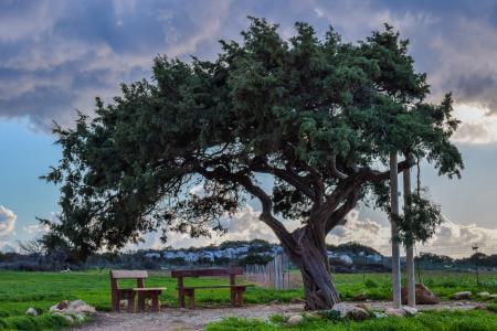 塞浦路斯, 卡沃 greko, 树, 孤独, 景观, 自然, 天空