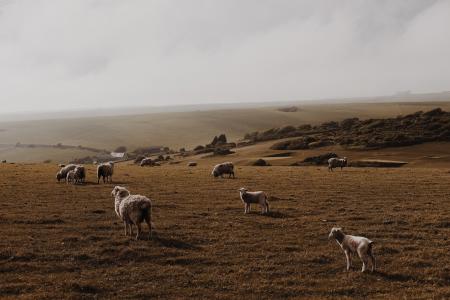 羊, 羔羊, ram, 宠物, 动物, 牛群, 绿色