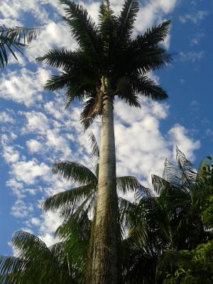 棕榈, 天空, 巴西, 树, 海滩