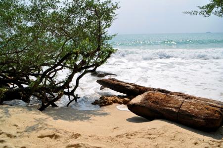海, 海滩, 漂木, 沙子, 夏季, 美丽的海滩, 自然