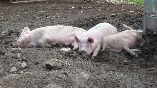 猪, mattsch, 泥浆, schweinerei
