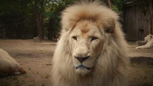 狮子, 白狮子, 鬃毛, 动物园, 狮子-猫科动物, 野生动物, 非洲