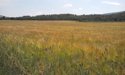 小麦, 奠定, 景观, 领域, 农村, 黄色, 草坪