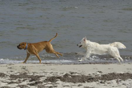 金毛猎犬, 狗, 海滩