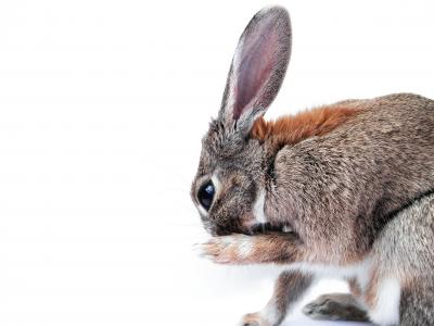 兔子, 可爱, 爪子, 动物, 小兔子, 耳朵, 毛皮