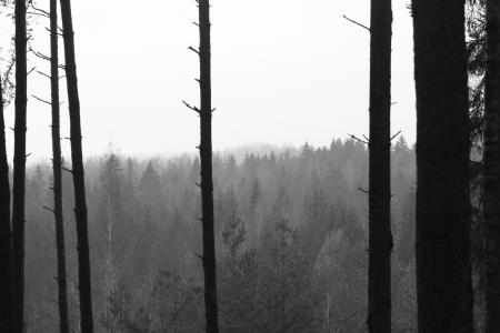 森林, 树木, 树干, 雾, 雾, 沉闷, 大气