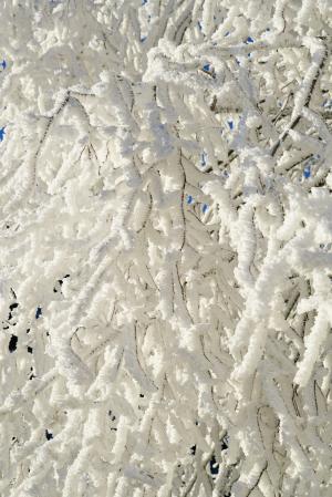 审美, 树, 雪, 雪覆盖, 白霜, 冰, 晶体的形成