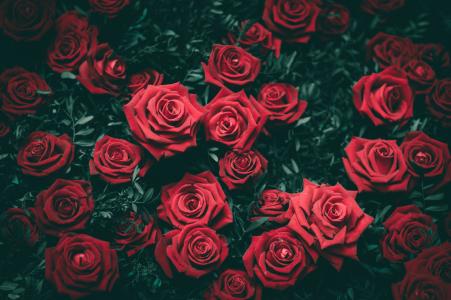 红色, 玫瑰, 花, 花瓣, 礼物, 爱, 玫瑰-花