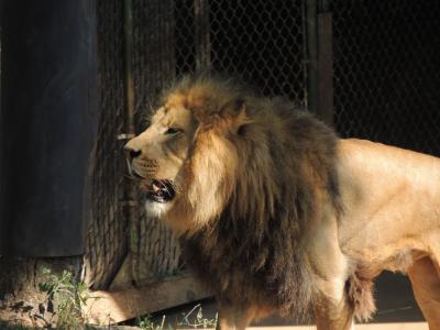 野兽之王, 狮子, 雄狮, 狮子的鬃毛, 动物园, 圣路易斯动物园, 动物园狮子