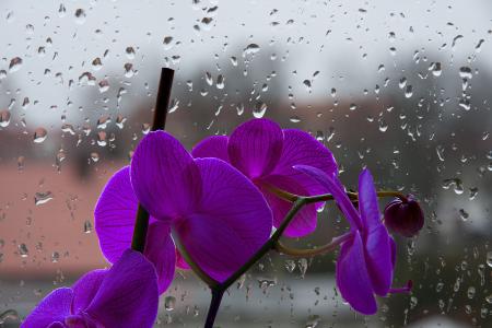 兰花, 紫罗兰色, 花, 滴眼液, 窗格
