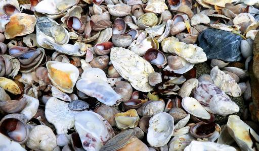 贻贝, 海滩, 石头, 海, 卵石, 贻贝的贝壳, 法国