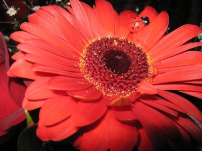 非洲菊, 黛西, 红色, 花, 瓢虫, 坐, 花瓣