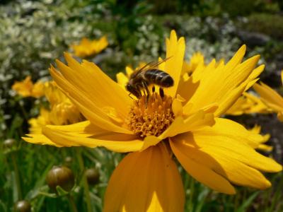 蜜蜂, 授粉, 昆虫, 花, 花