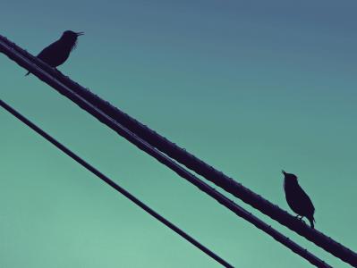 鸟类, 唱歌, 椋鸟, 电缆, 对话, 黑鸟, 鸟