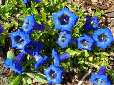 龙胆草, 蓝色, 花, 绽放, 成长, 花序, 雄蕊