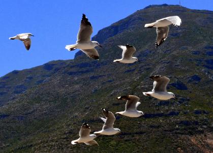 自然, 南非, 山, 海鸥, 飞行, 在天空, birsd