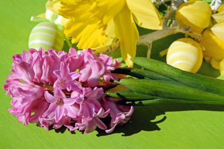 复活节主题, 风信子, 花, 花, 粉色, 香美的鲜花, 早