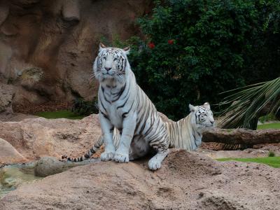 白色孟加拉老虎, 老虎, 捕食者, 男性, 女性, 双, 老虎对
