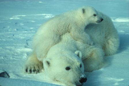 北极熊, 母亲, 幼崽, 白色, 北极, 雪, 冰