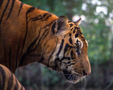 老虎, 侵略, 动物, 漂亮, 美, 孟加拉, 黑色