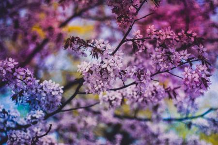 紫色, 花, 花朵, 树木, 叶子, 分支机构, 自然