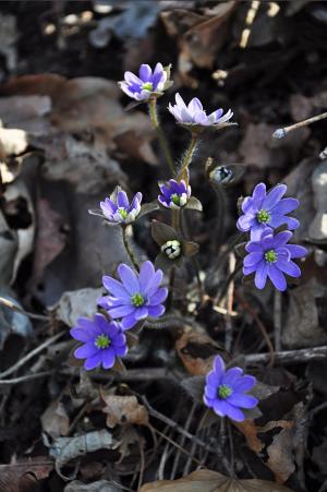 花, 野花, 紫色, 野花特写, 蓝耳瘘