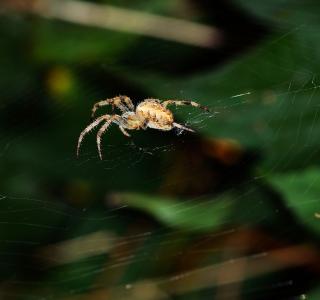 蜘蛛, 蜘蛛巢, 等待, 猎物, 猎人, 耐心, 蜘蛛网