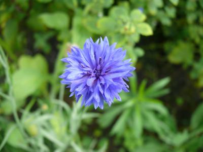 矢车菊, 花, 蓝色, 花园