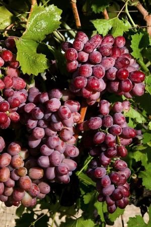 猩红的皇家葡萄, 葡萄, 农业, 甜, 公司, 水果, 收获