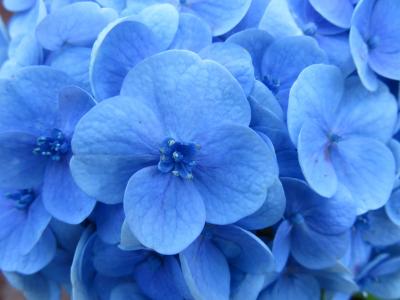 绣球花, 花, 蓝色, 雄蕊, 开花, 花瓣