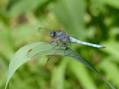 蓝蜻蜓, 叶, 湿地, orthetrum cancellatum, 蜻蜓, 河, 绿色植物