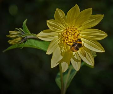蜜蜂, 开花, 绽放, 关闭, 花, 自然, 黄色